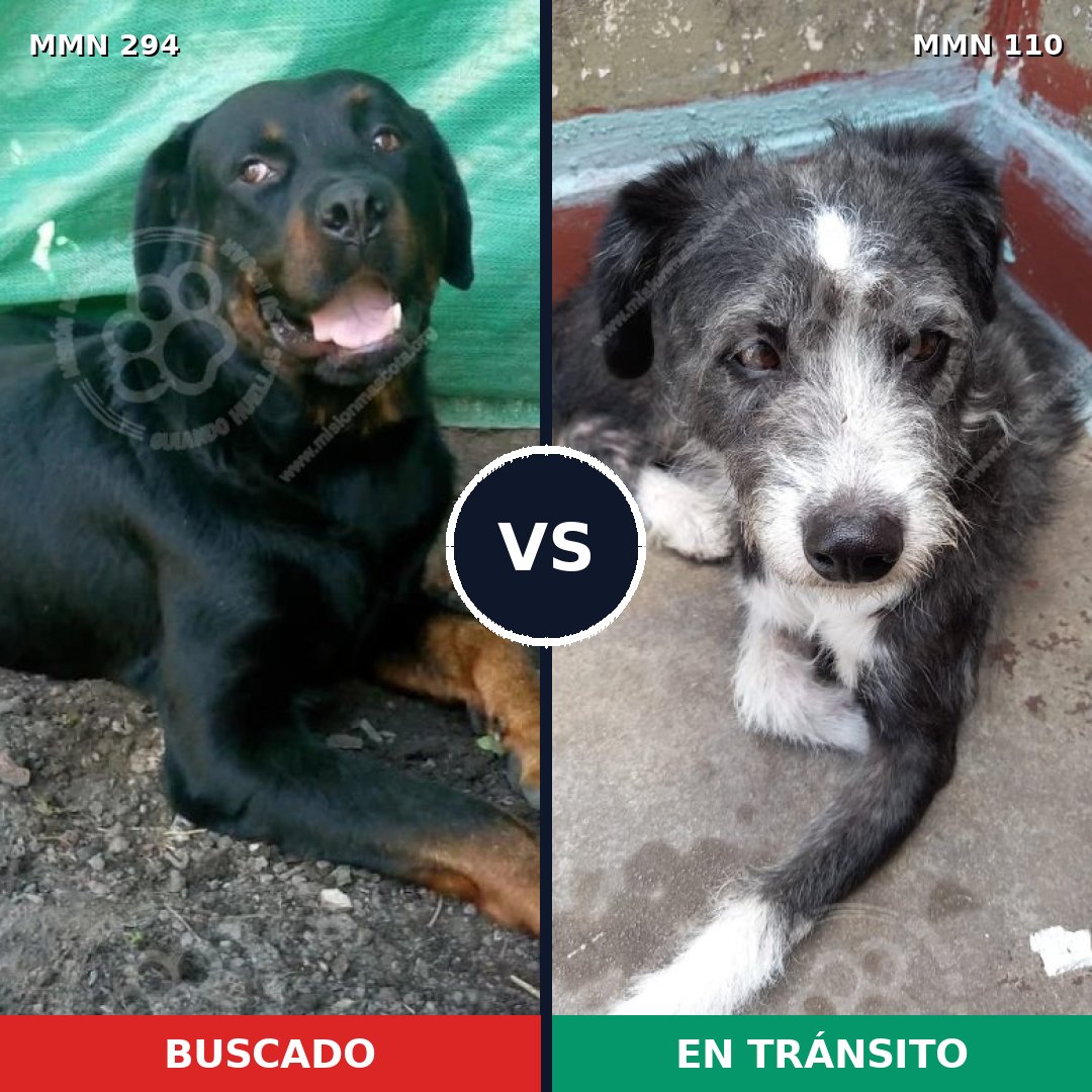 Comparativa MMS 6103: mascota perdida y mascota encontrada, 8% de similitud