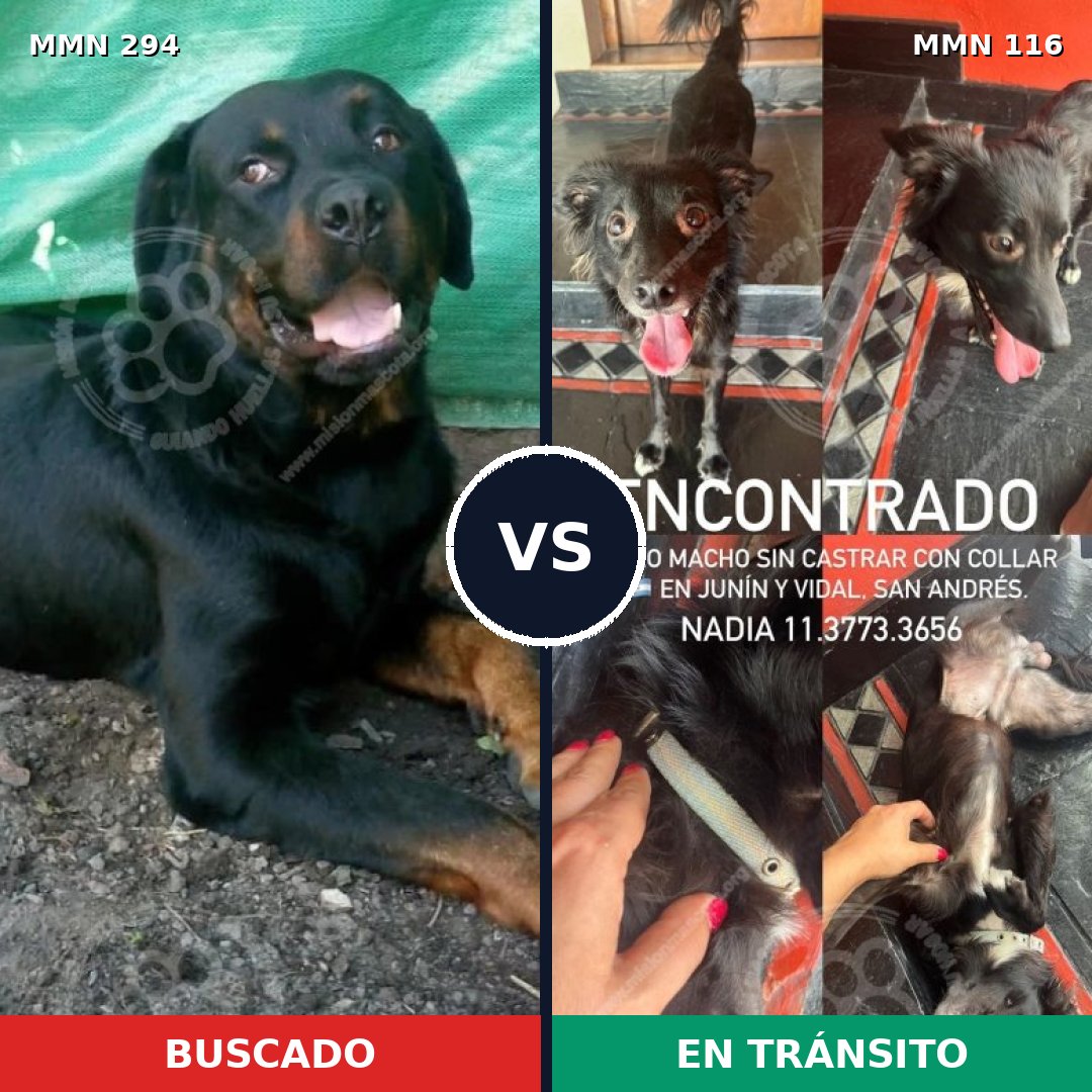 Comparativa MMS 6104: mascota perdida y mascota encontrada, 7% de similitud