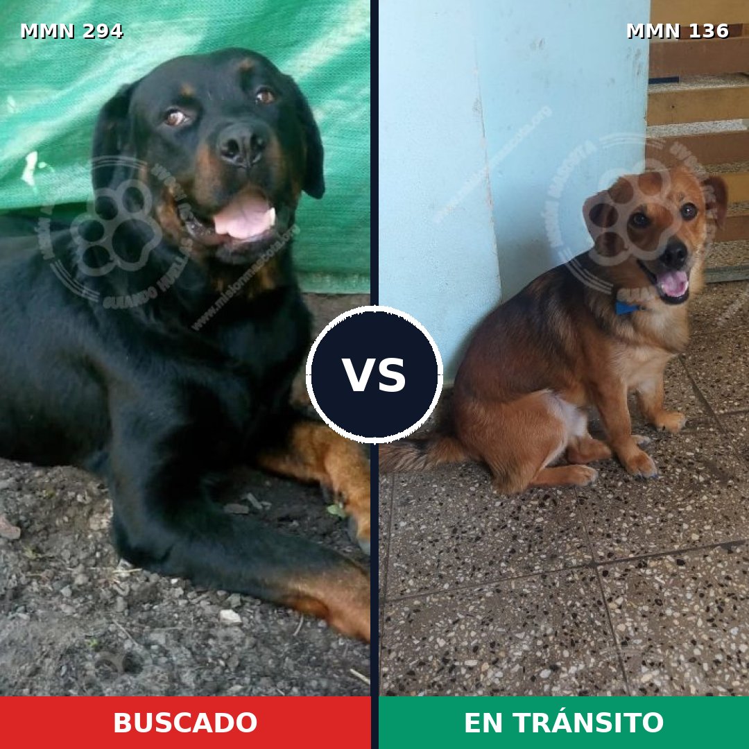 Comparativa MMS 6105: mascota perdida y mascota encontrada, 31% de similitud