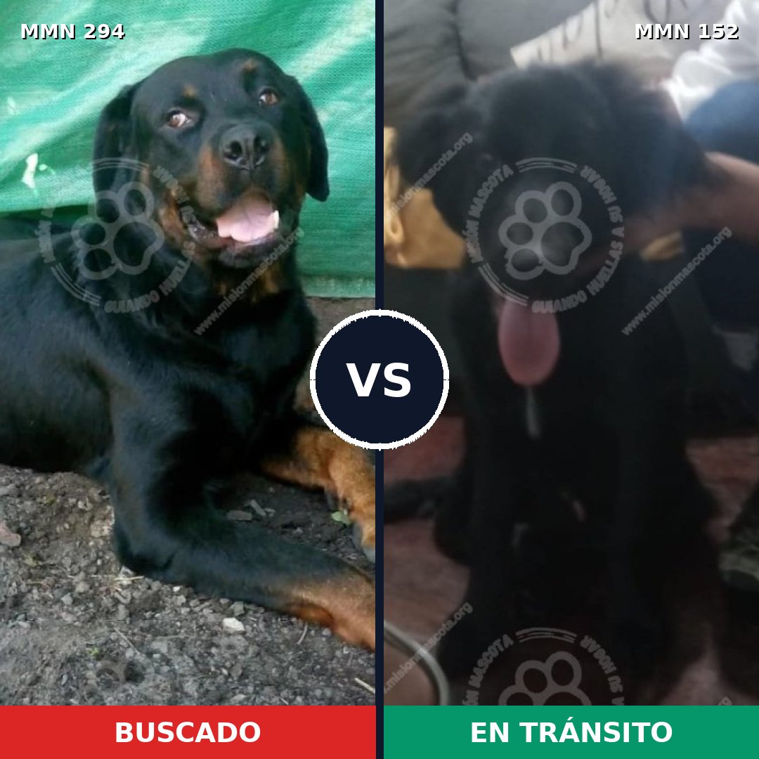 Comparativa MMS 6107: mascota perdida y mascota encontrada, 7% de similitud