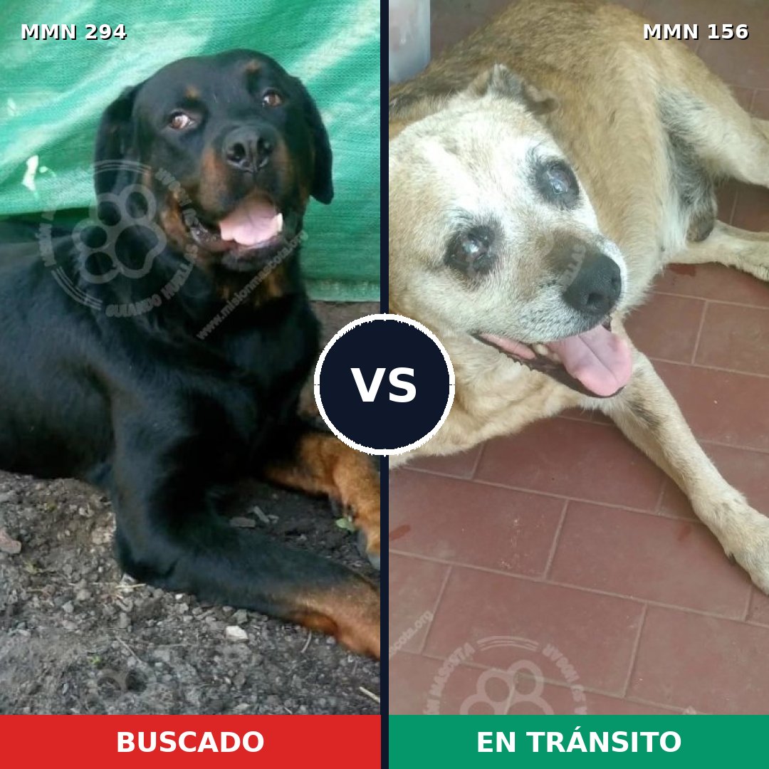 Comparativa MMS 6108: mascota perdida y mascota encontrada, 22% de similitud
