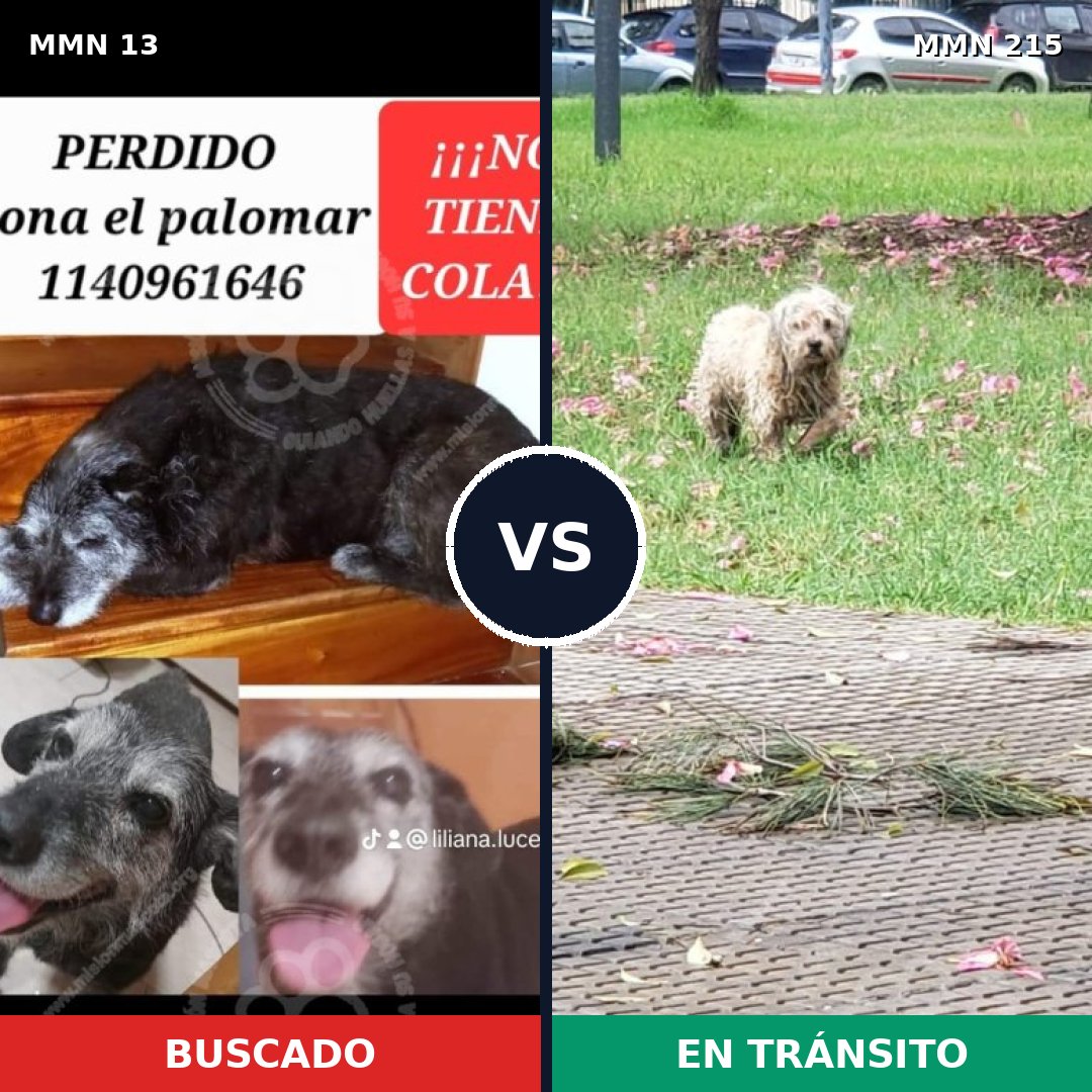 Comparativa MMS 611: mascota perdida y mascota encontrada, 65% de similitud