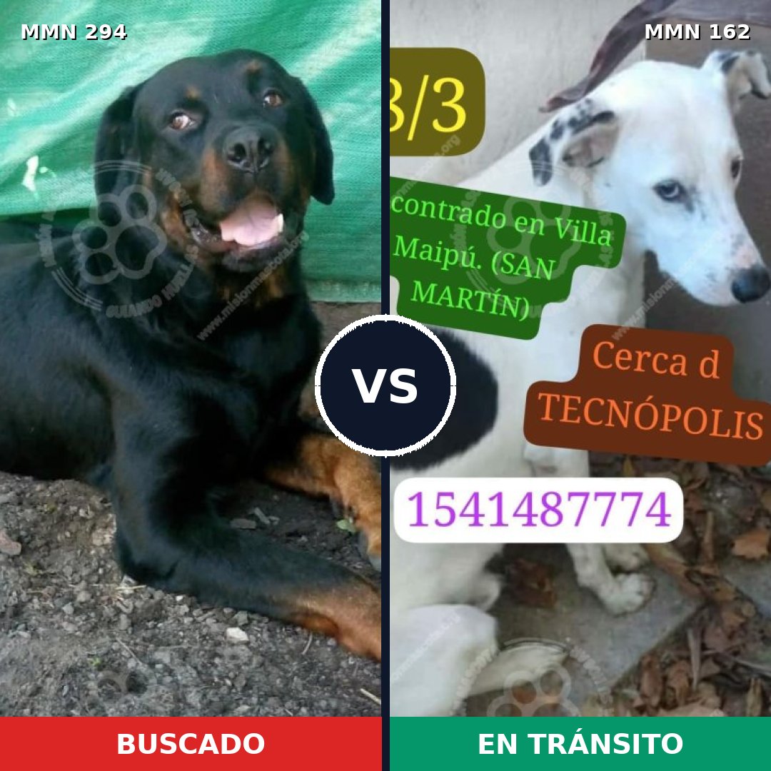Comparativa MMS 6110: mascota perdida y mascota encontrada, 10% de similitud