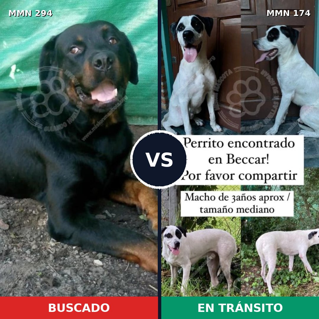 Comparativa MMS 6111: mascota perdida y mascota encontrada, 10% de similitud