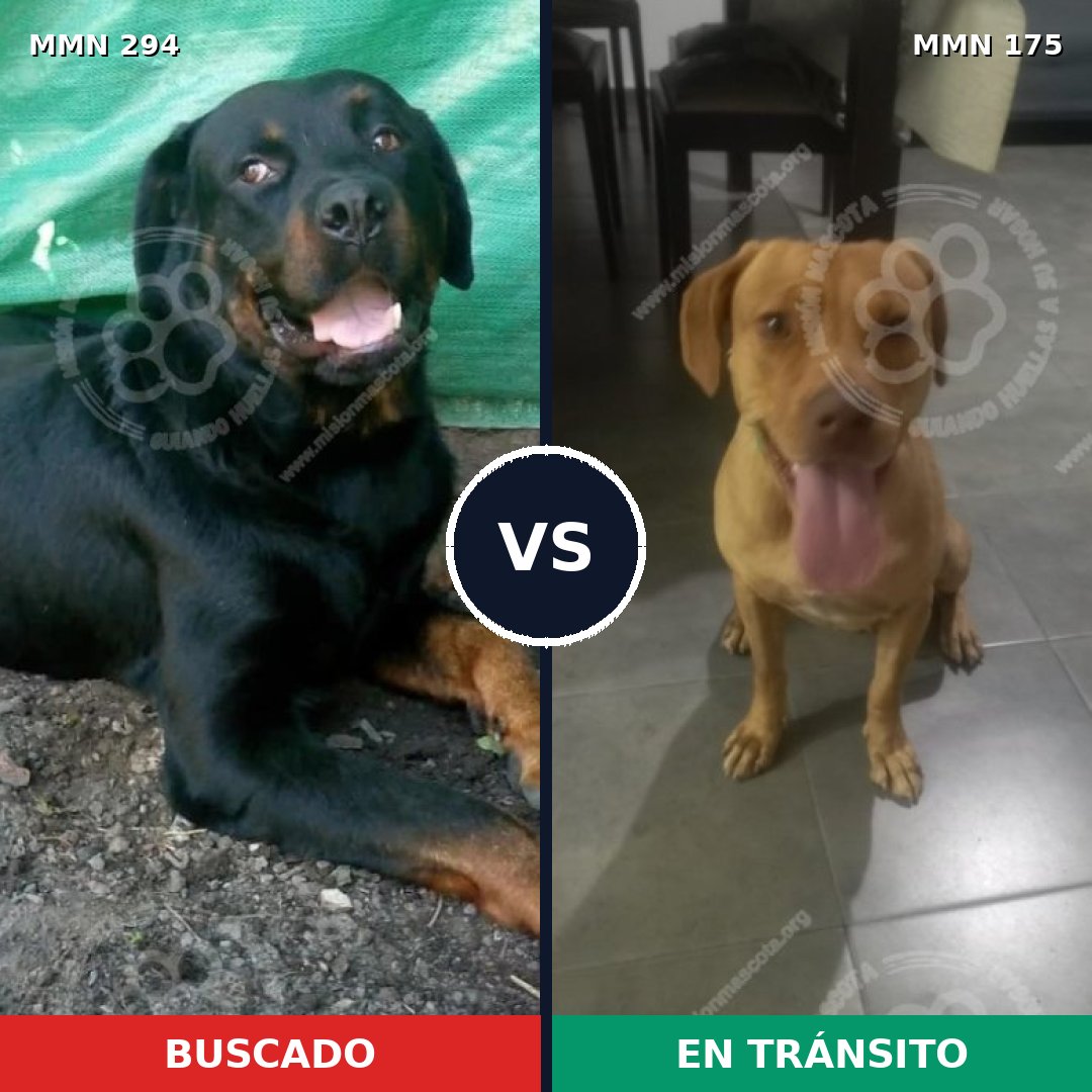 Comparativa MMS 6112: mascota perdida y mascota encontrada, 22% de similitud