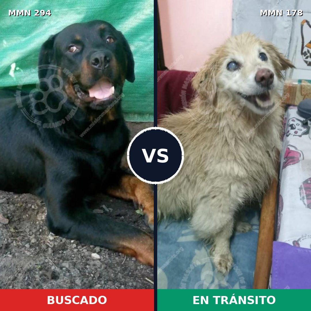 Comparativa MMS 6113: mascota perdida y mascota encontrada, 6% de similitud