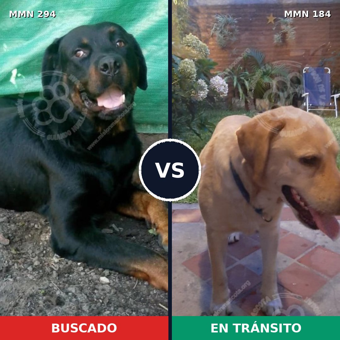 Comparativa MMS 6114: mascota perdida y mascota encontrada, 52% de similitud