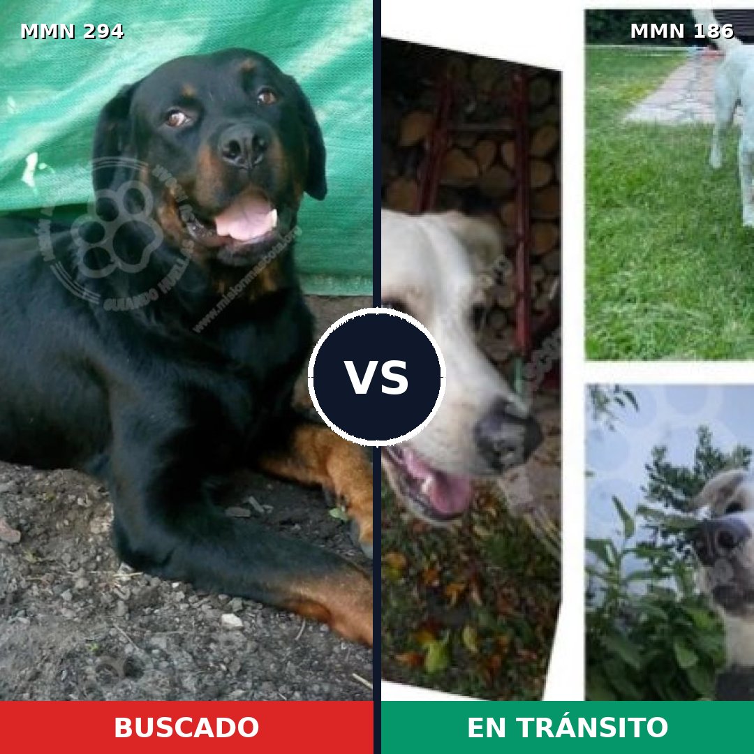 Comparativa MMS 6115: mascota perdida y mascota encontrada, 7% de similitud