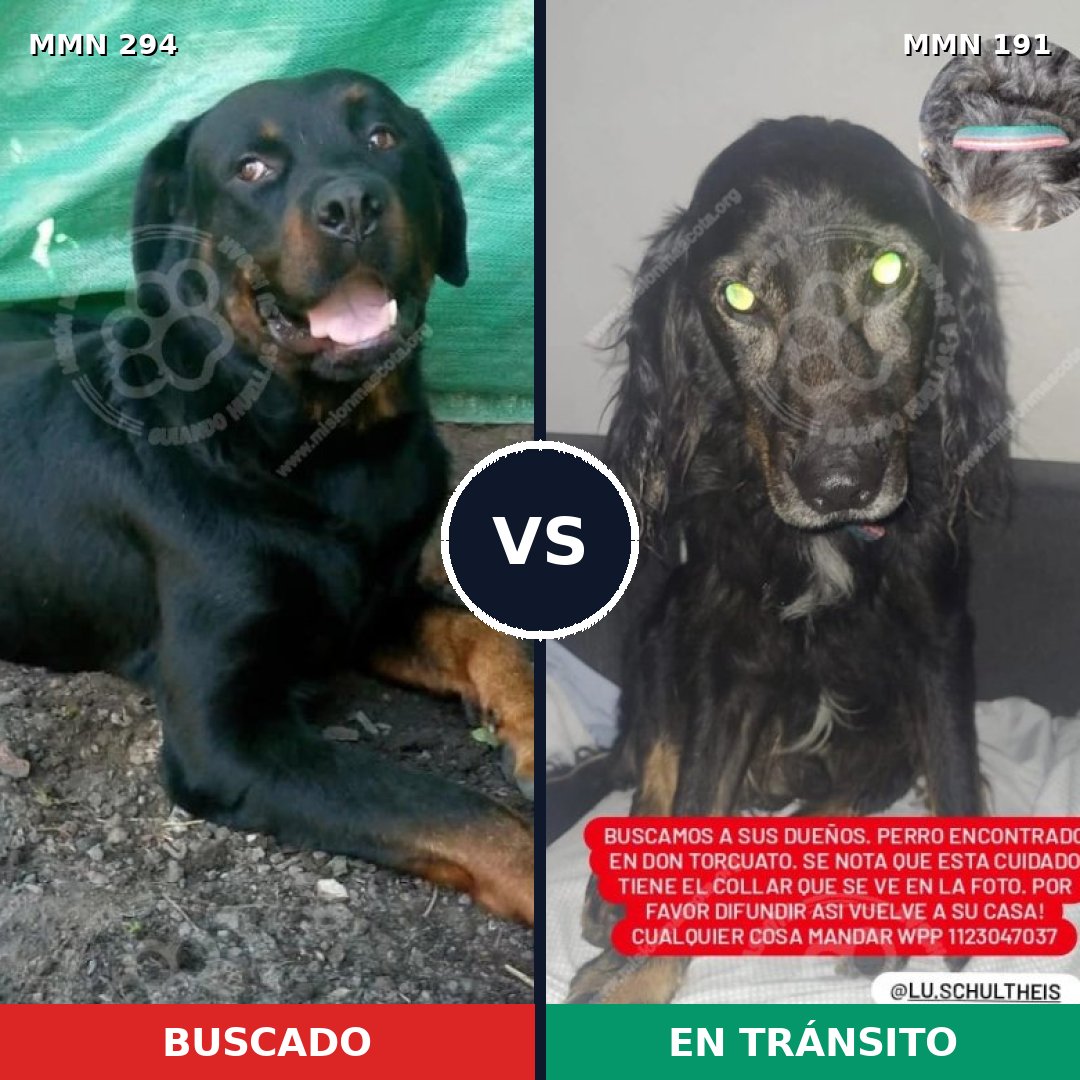 Comparativa MMS 6116: mascota perdida y mascota encontrada, 8% de similitud