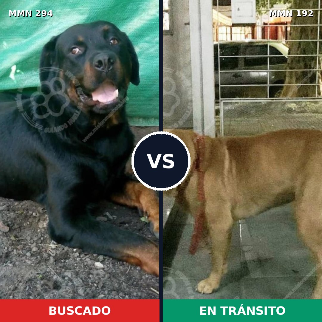Comparativa MMS 6117: mascota perdida y mascota encontrada, 60% de similitud