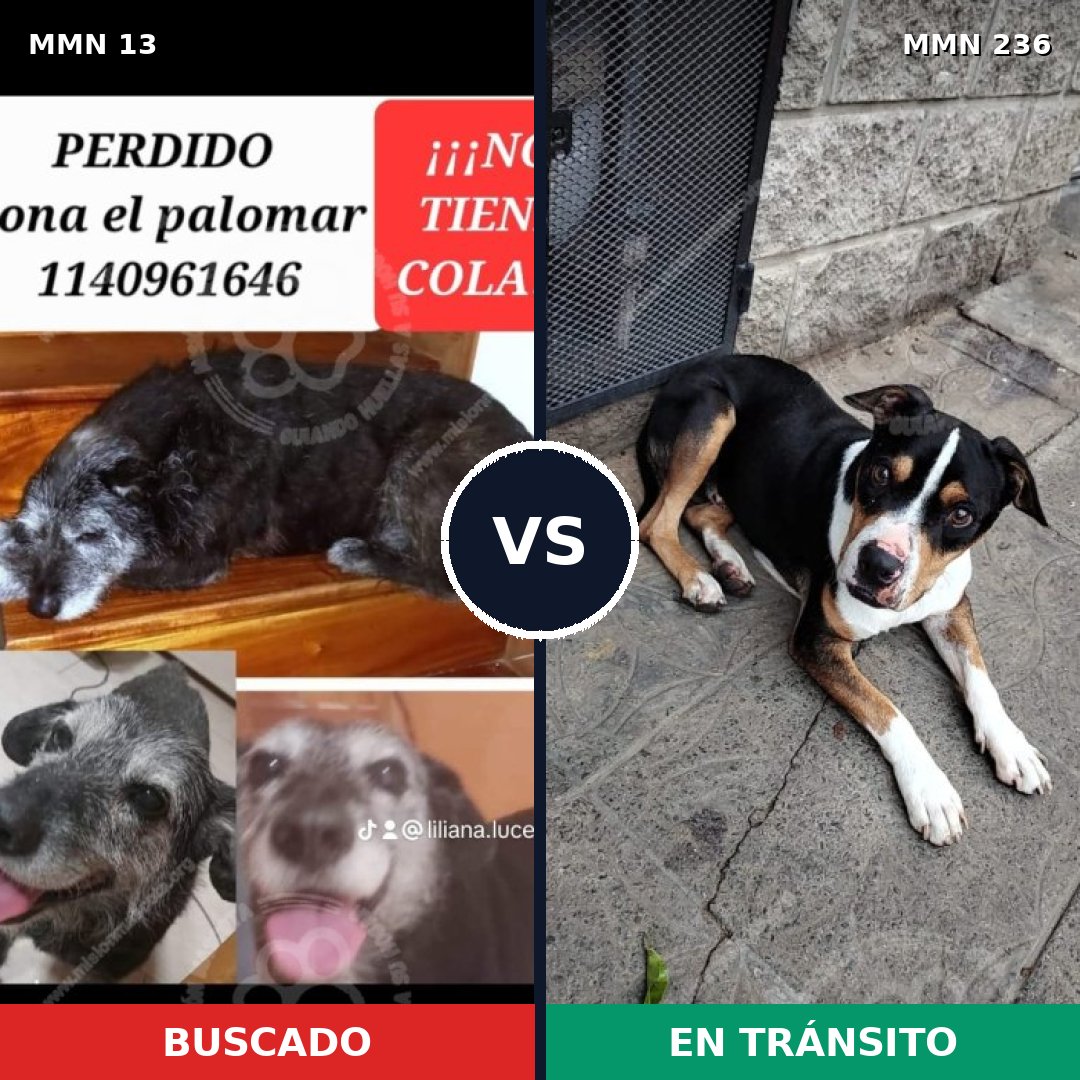 Comparativa MMS 612: mascota perdida y mascota encontrada, 50% de similitud