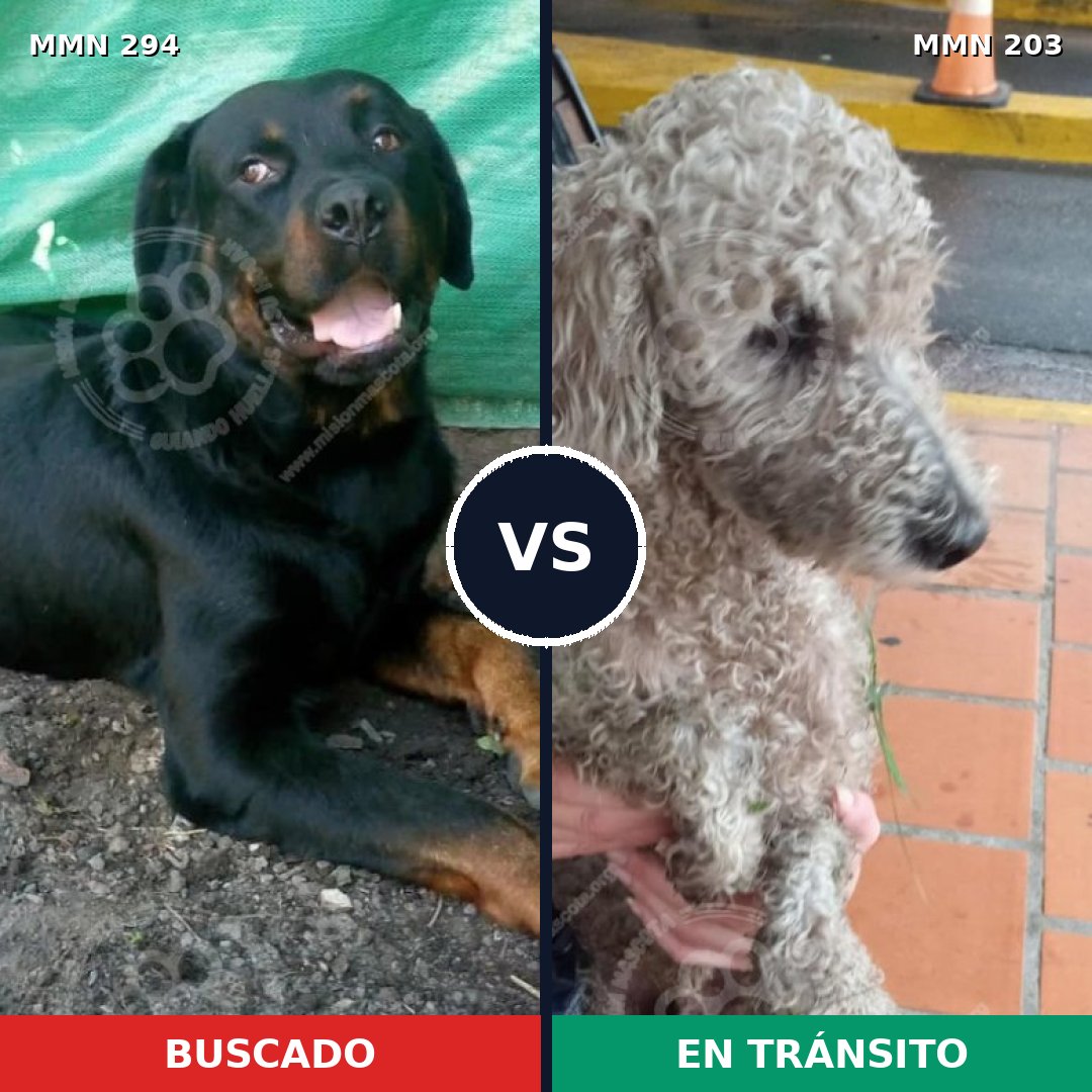 Comparativa MMS 6120: mascota perdida y mascota encontrada, 8% de similitud