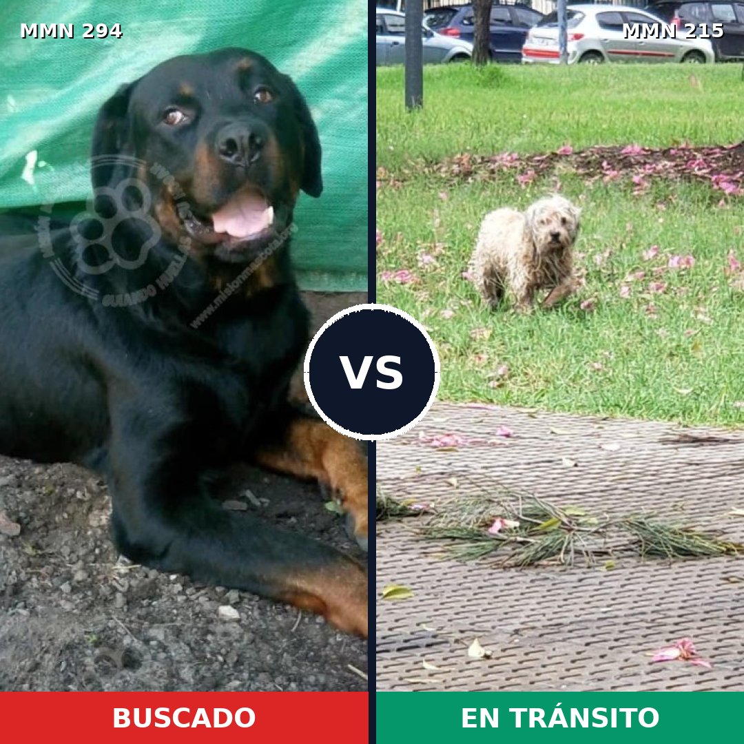 Comparativa MMS 6121: mascota perdida y mascota encontrada, 7% de similitud