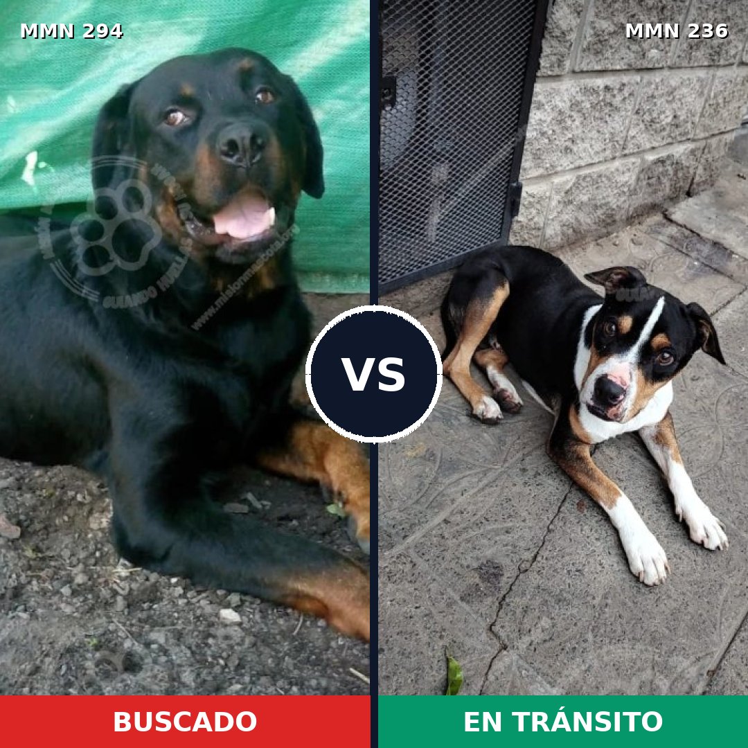 Comparativa MMS 6122: mascota perdida y mascota encontrada, 11% de similitud
