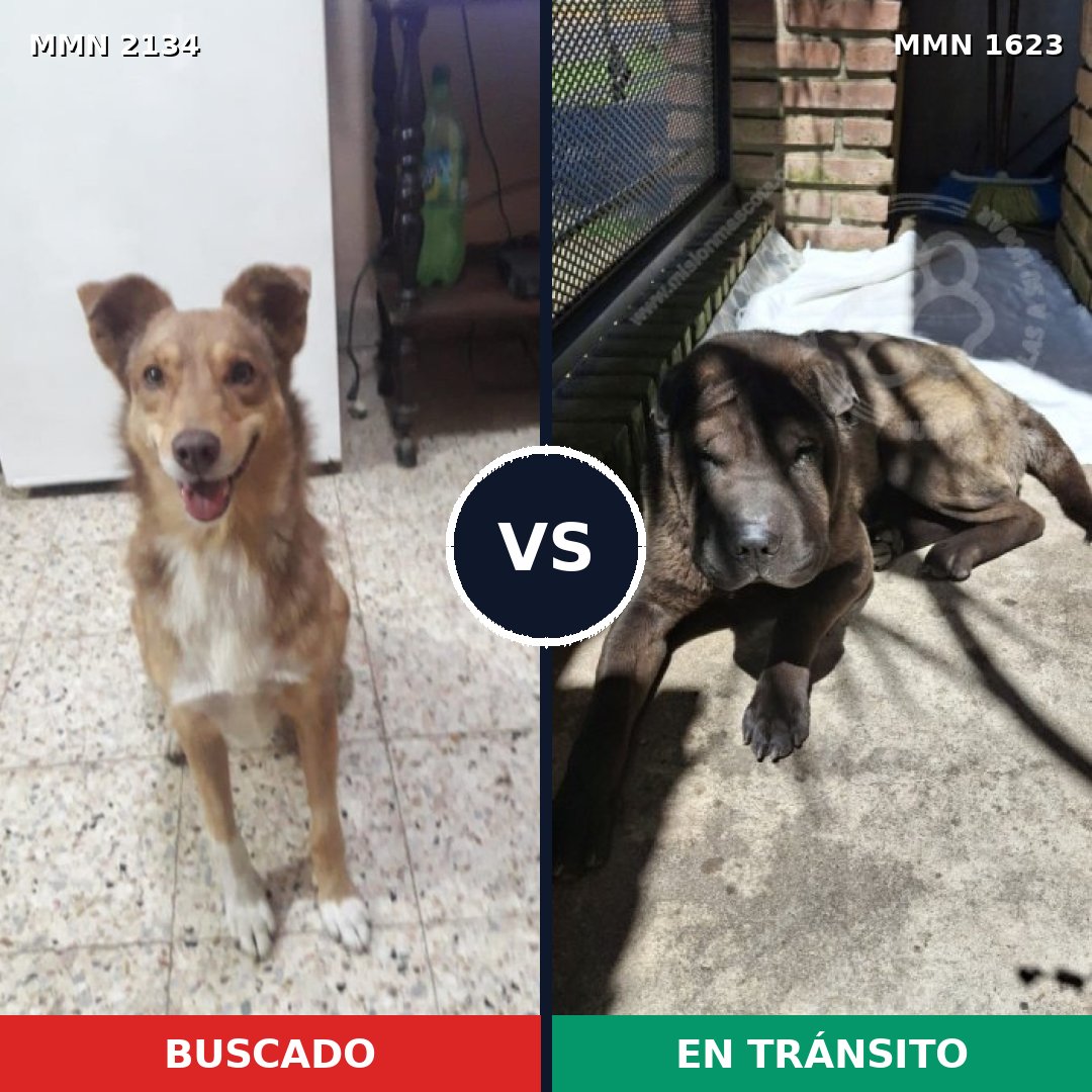 Comparativa MMS 61227: mascota perdida y mascota encontrada, 45% de similitud