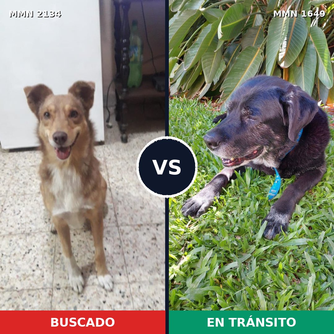 Comparativa MMS 61229: mascota perdida y mascota encontrada, 60% de similitud
