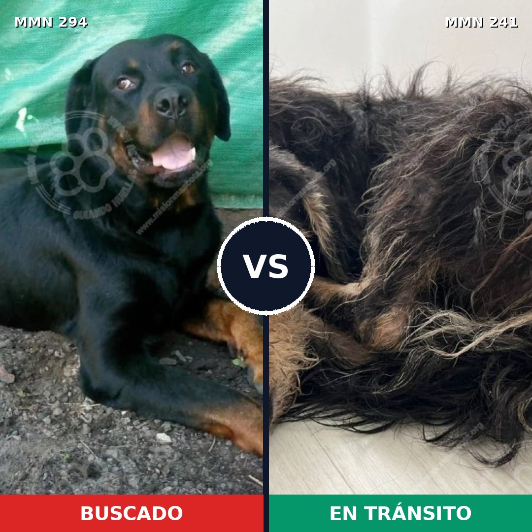 Comparativa MMS 6123: mascota perdida y mascota encontrada, 7% de similitud