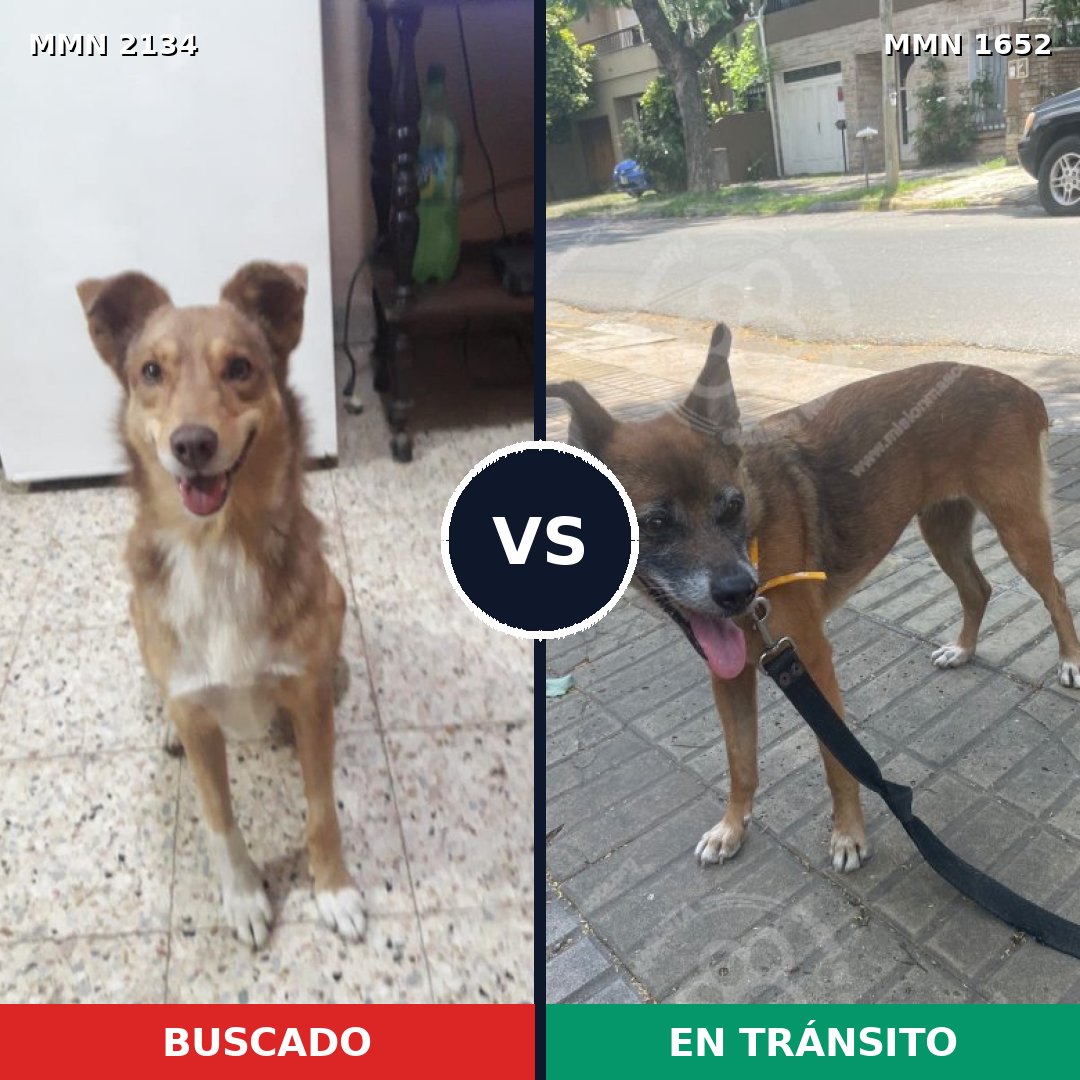 Comparativa MMS 61230: mascota perdida y mascota encontrada, 37% de similitud