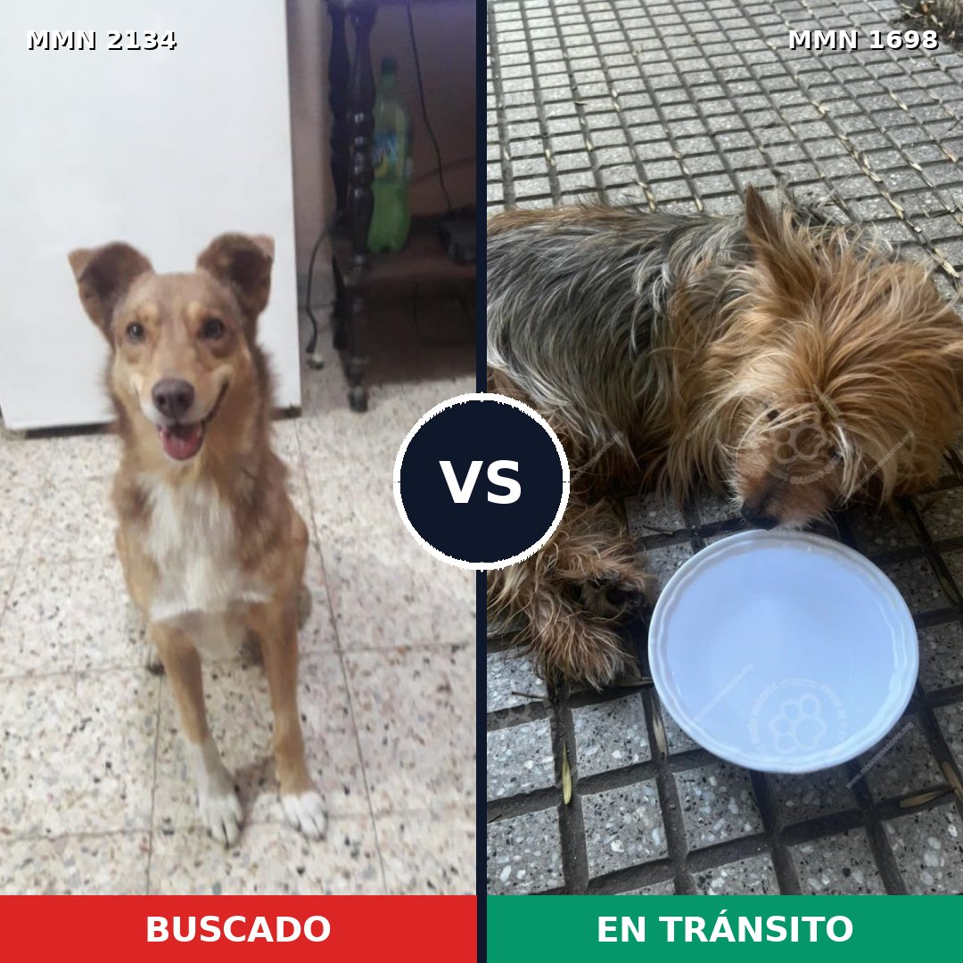 Comparativa MMS 61232: mascota perdida y mascota encontrada, 39% de similitud