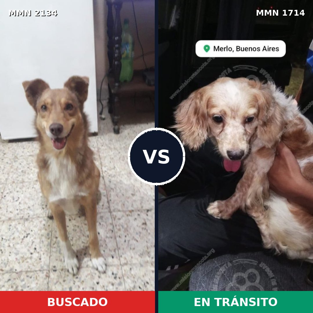 Comparativa MMS 61233: mascota perdida y mascota encontrada, 43% de similitud