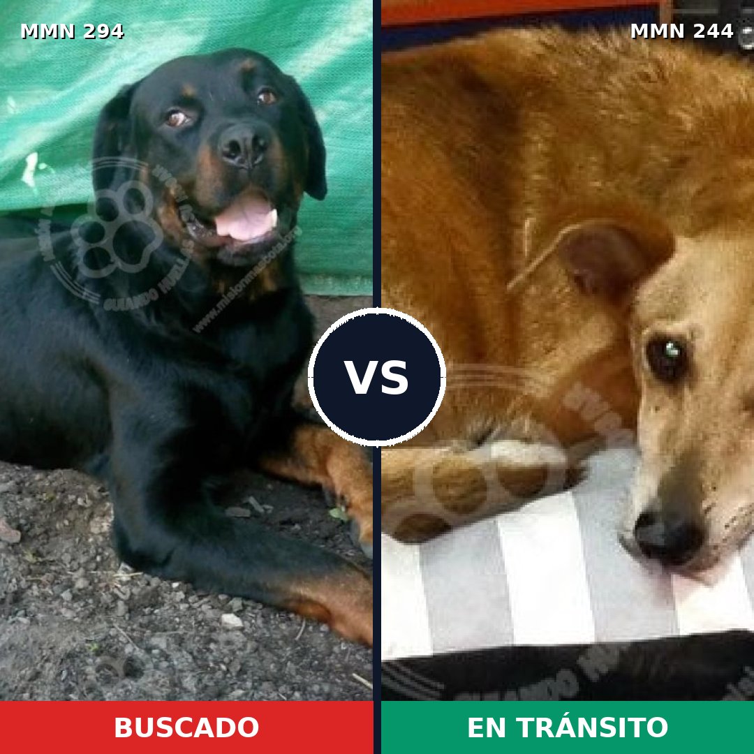 Comparativa MMS 6124: mascota perdida y mascota encontrada, 20% de similitud
