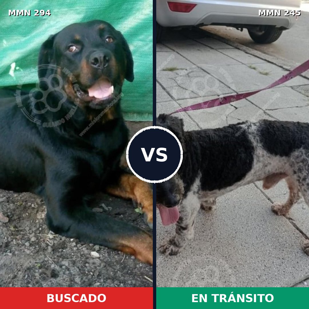 Comparativa MMS 6125: mascota perdida y mascota encontrada, 8% de similitud