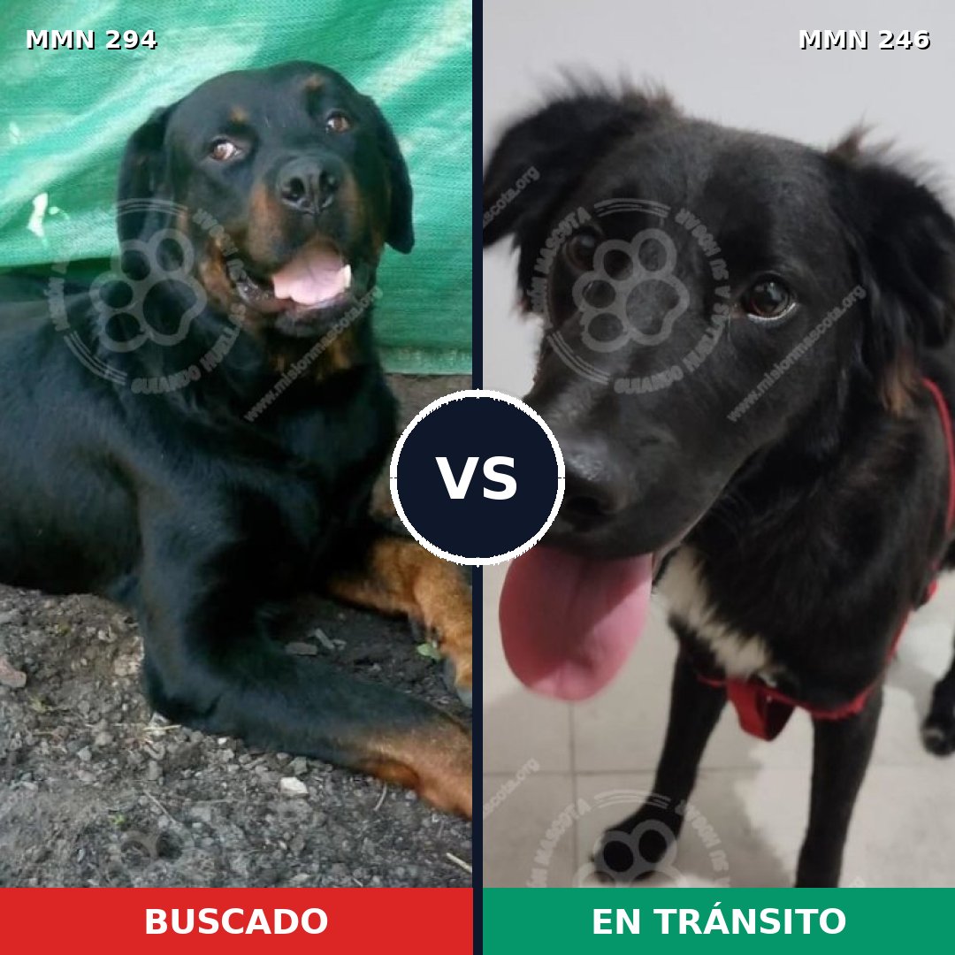 Comparativa MMS 6126: mascota perdida y mascota encontrada, 7% de similitud