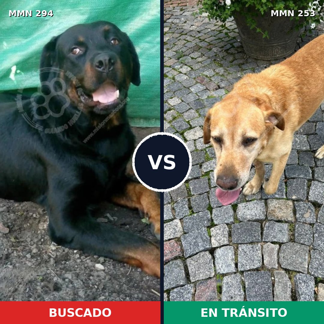 Comparativa MMS 6127: mascota perdida y mascota encontrada, 64% de similitud
