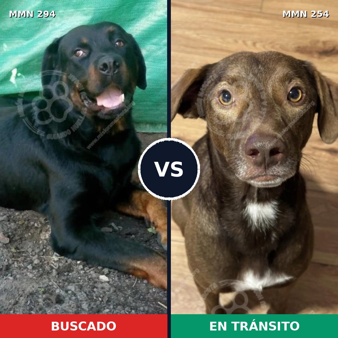 Comparativa MMS 6128: mascota perdida y mascota encontrada, 7% de similitud