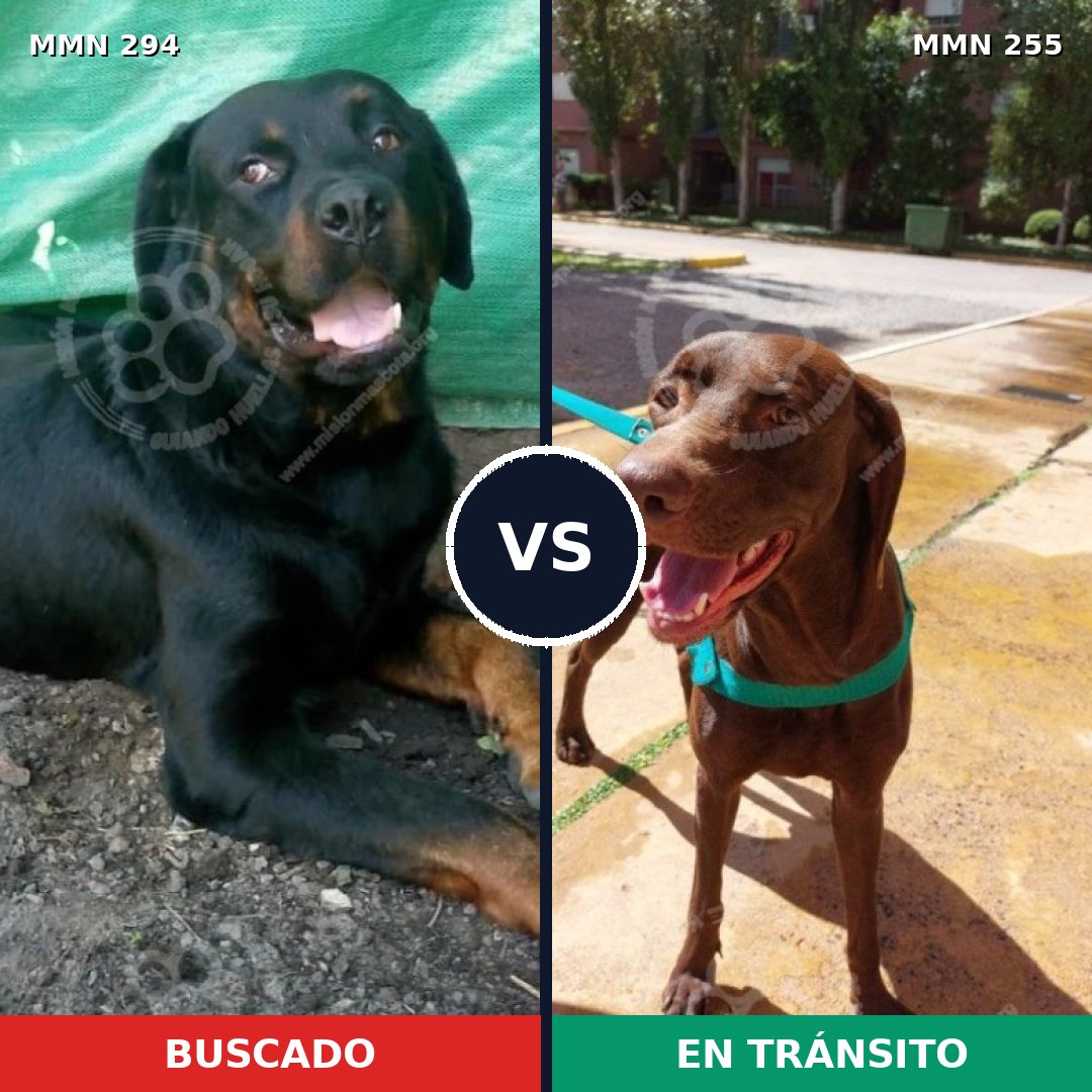 Comparativa MMS 6129: mascota perdida y mascota encontrada, 49% de similitud