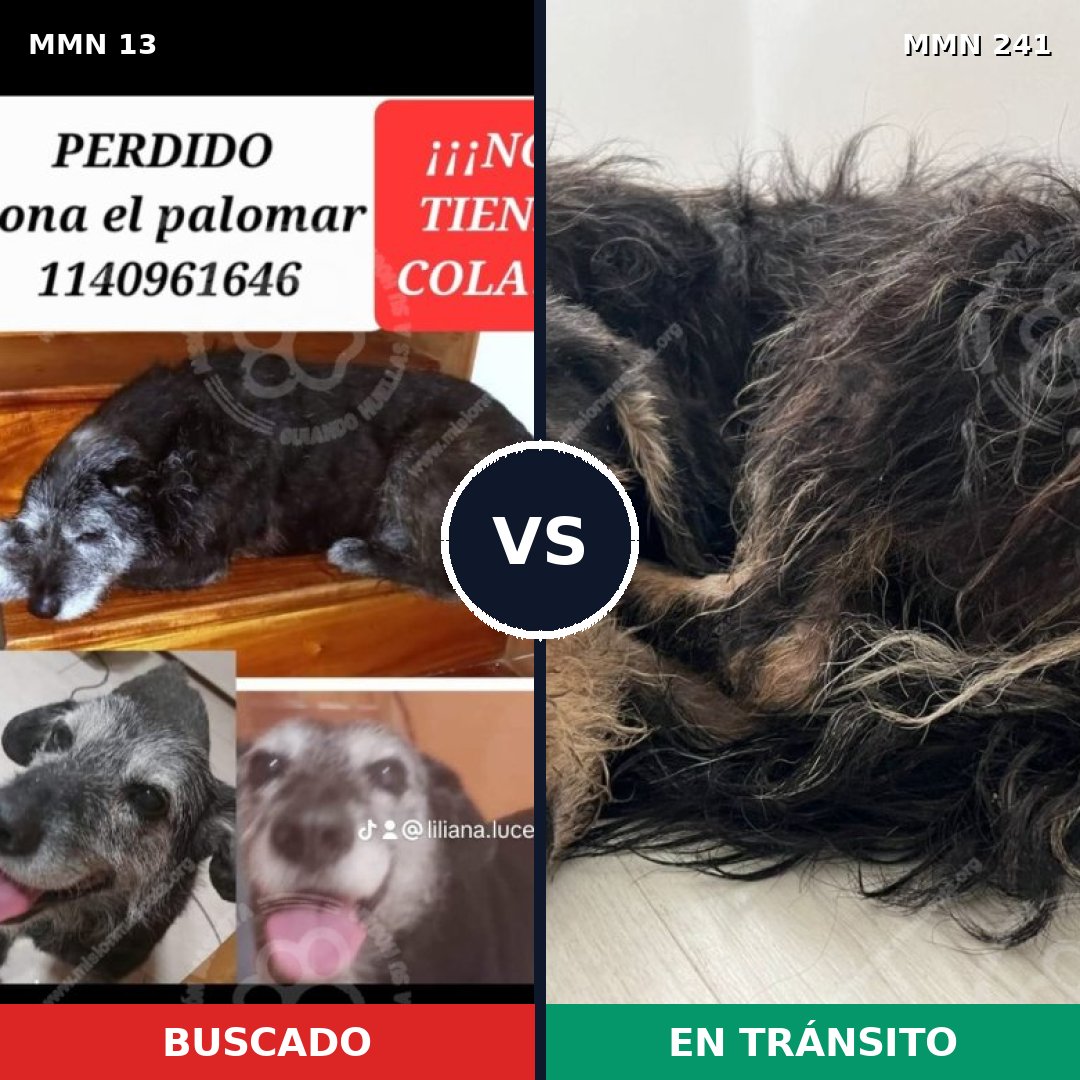 Comparativa MMS 613: mascota perdida y mascota encontrada, 72% de similitud