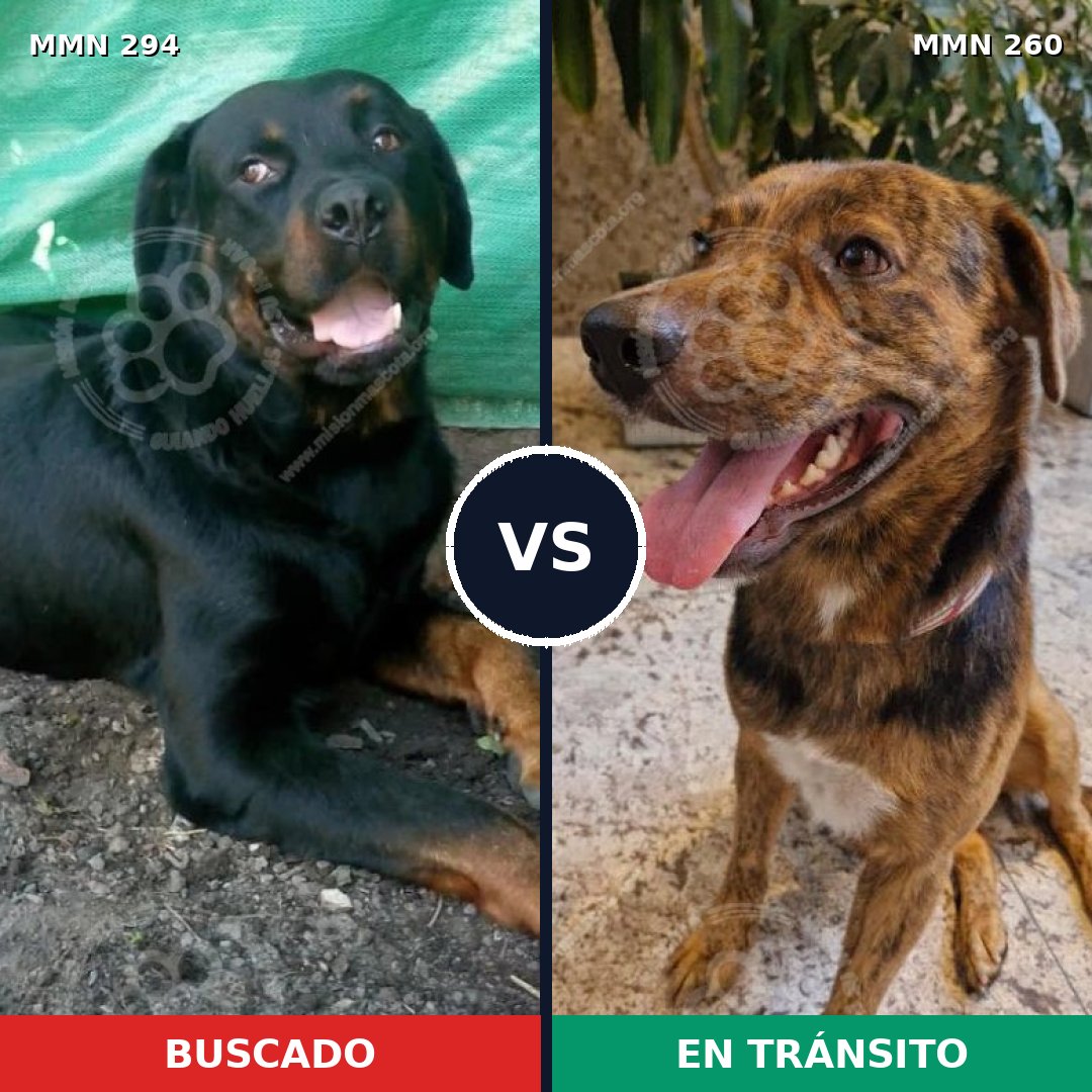 Comparativa MMS 6130: mascota perdida y mascota encontrada, 60% de similitud