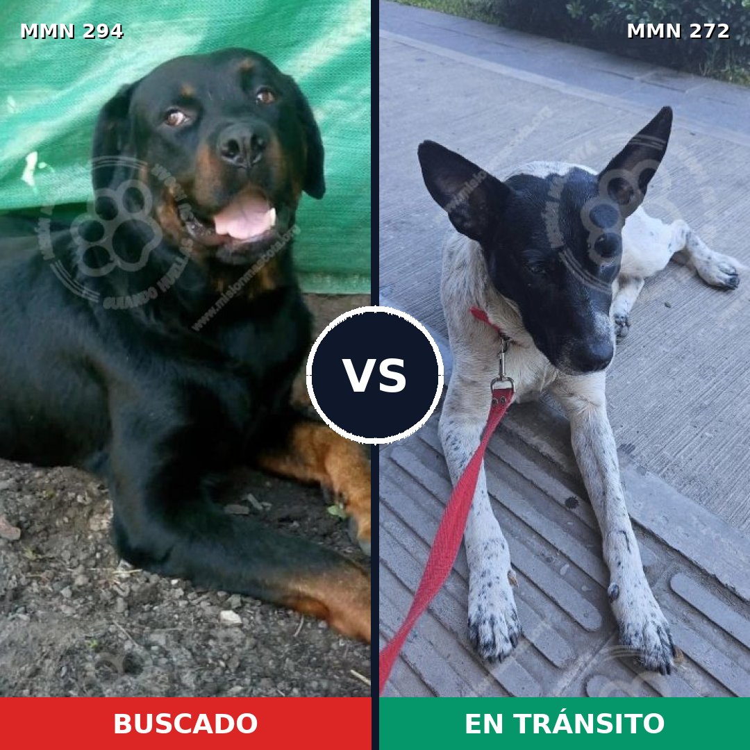 Comparativa MMS 6131: mascota perdida y mascota encontrada, 48% de similitud