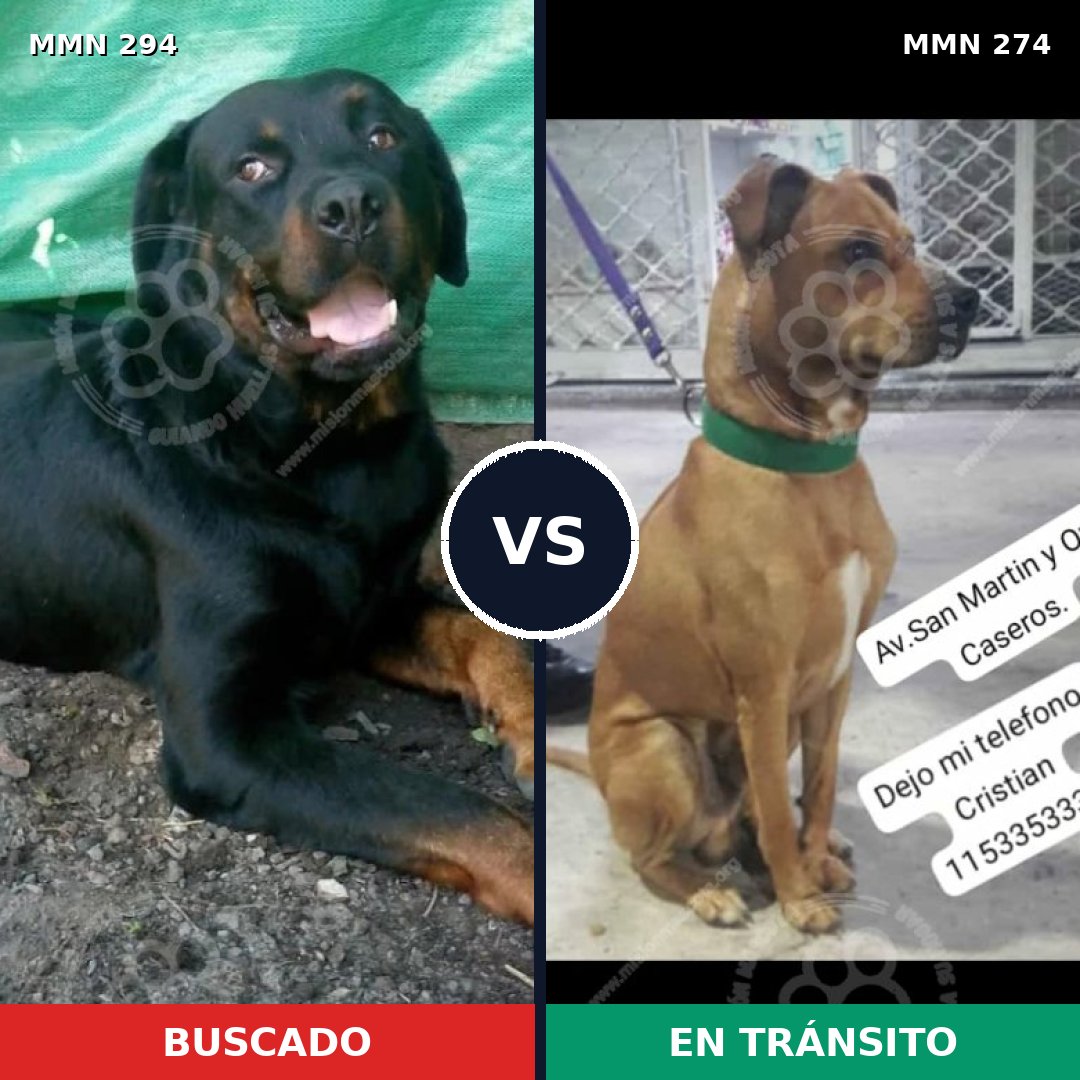 Comparativa MMS 6132: mascota perdida y mascota encontrada, 10% de similitud