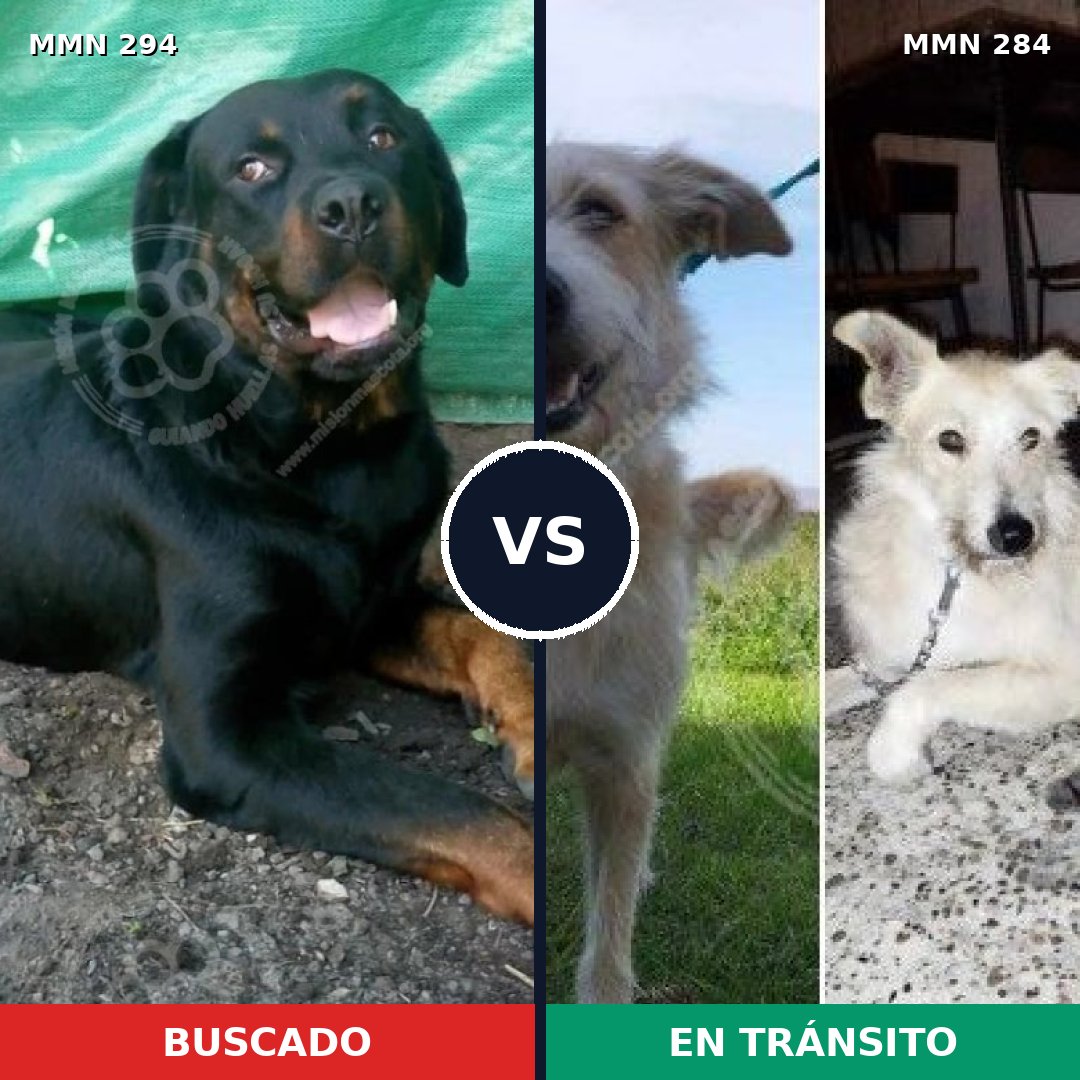 Comparativa MMS 6133: mascota perdida y mascota encontrada, 8% de similitud
