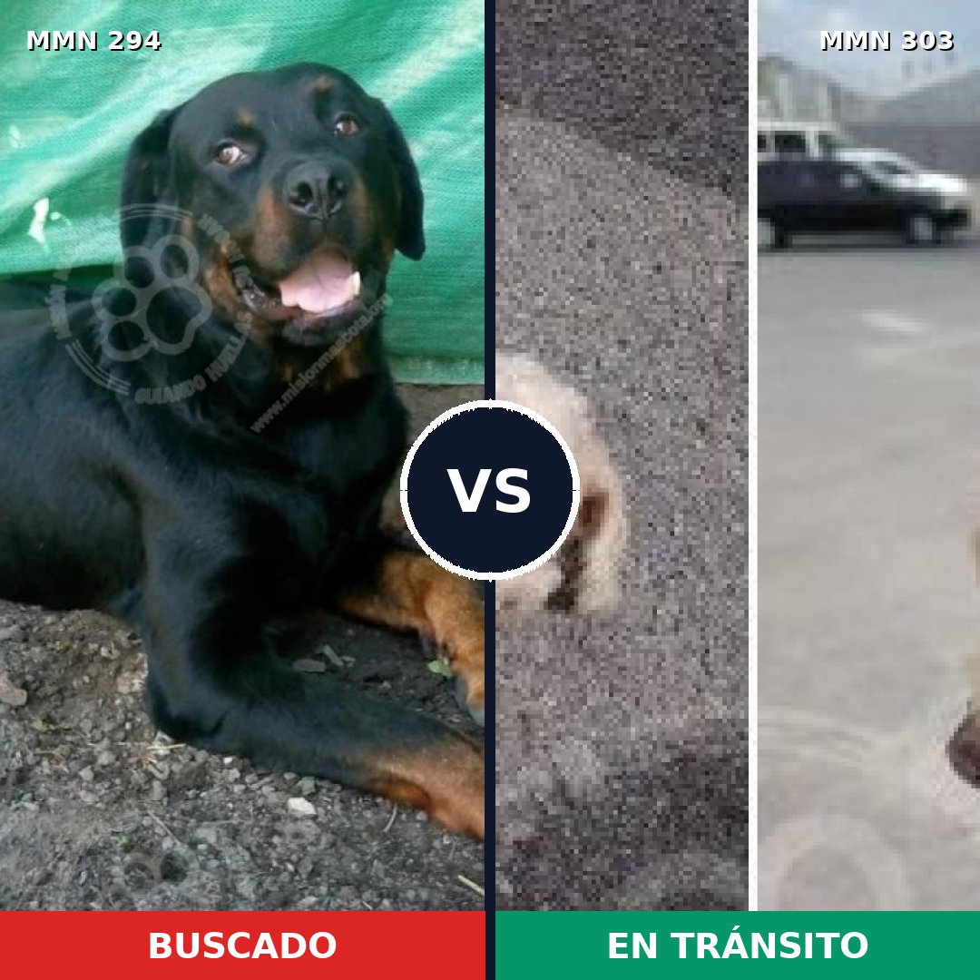 Comparativa MMS 6134: mascota perdida y mascota encontrada, 7% de similitud