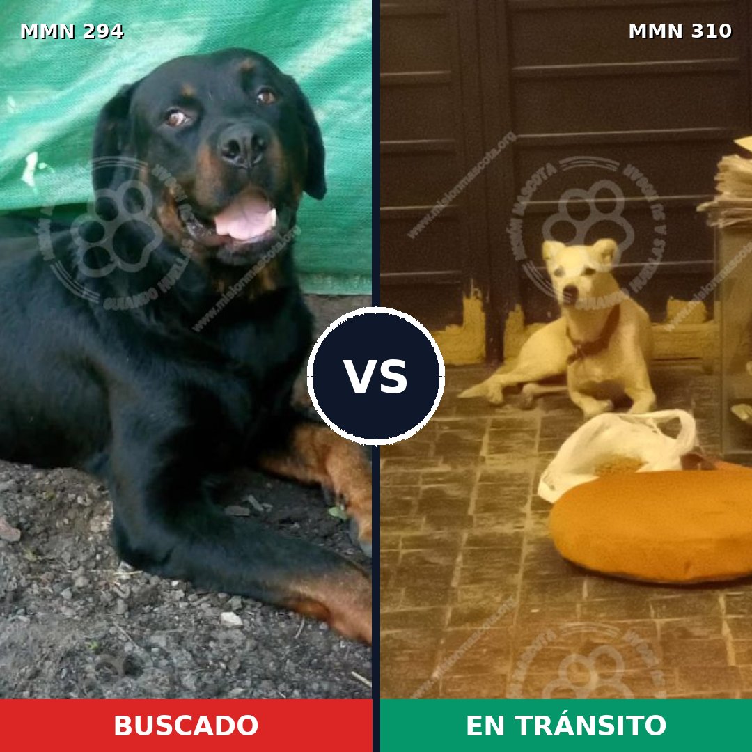Comparativa MMS 6135: mascota perdida y mascota encontrada, 11% de similitud