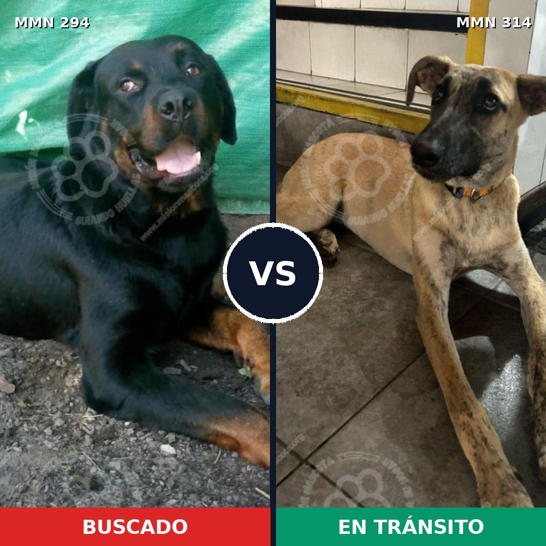 Comparativa MMS 6136: mascota perdida y mascota encontrada, 46% de similitud