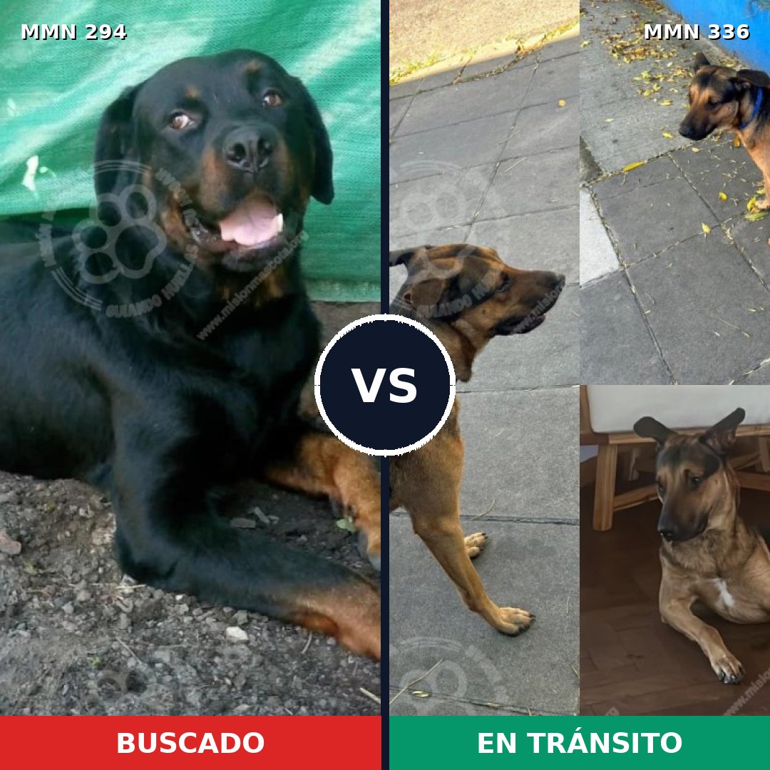 Comparativa MMS 6137: mascota perdida y mascota encontrada, 11% de similitud