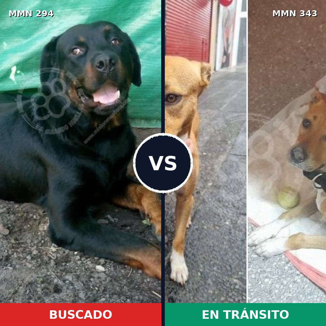 Comparativa MMS 6138: mascota perdida y mascota encontrada, 11% de similitud