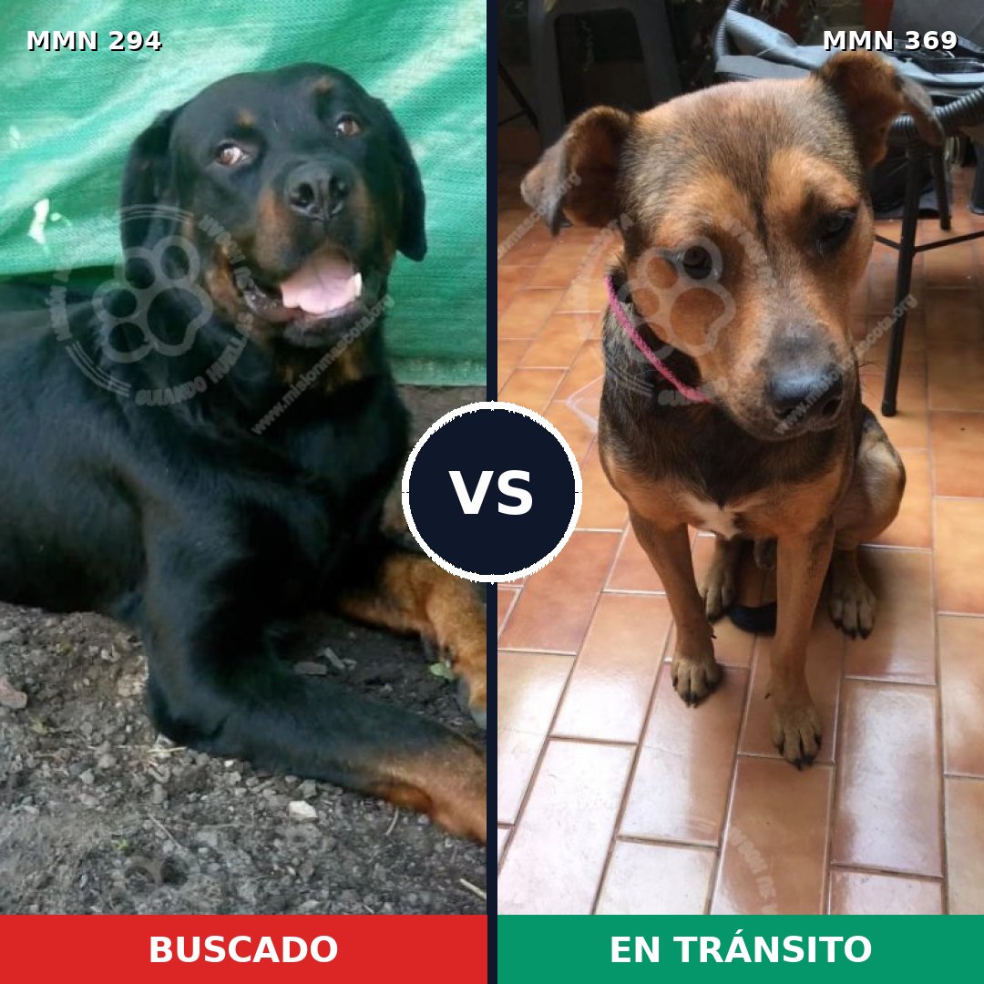 Comparativa MMS 6139: mascota perdida y mascota encontrada, 22% de similitud