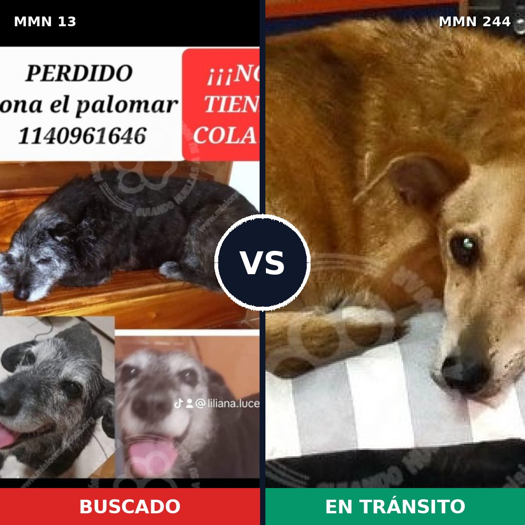 Comparativa MMS 614: mascota perdida y mascota encontrada, 76% de similitud