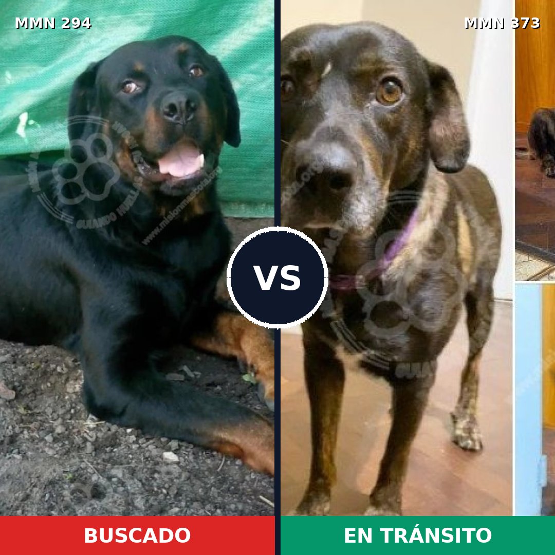 Comparativa MMS 6140: mascota perdida y mascota encontrada, 8% de similitud