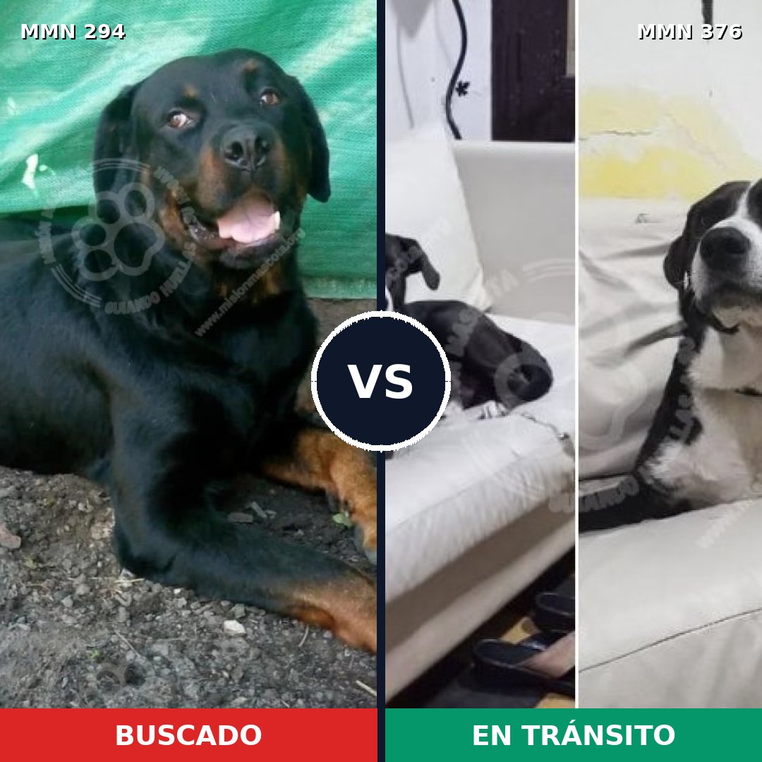 Comparativa MMS 6141: mascota perdida y mascota encontrada, 7% de similitud