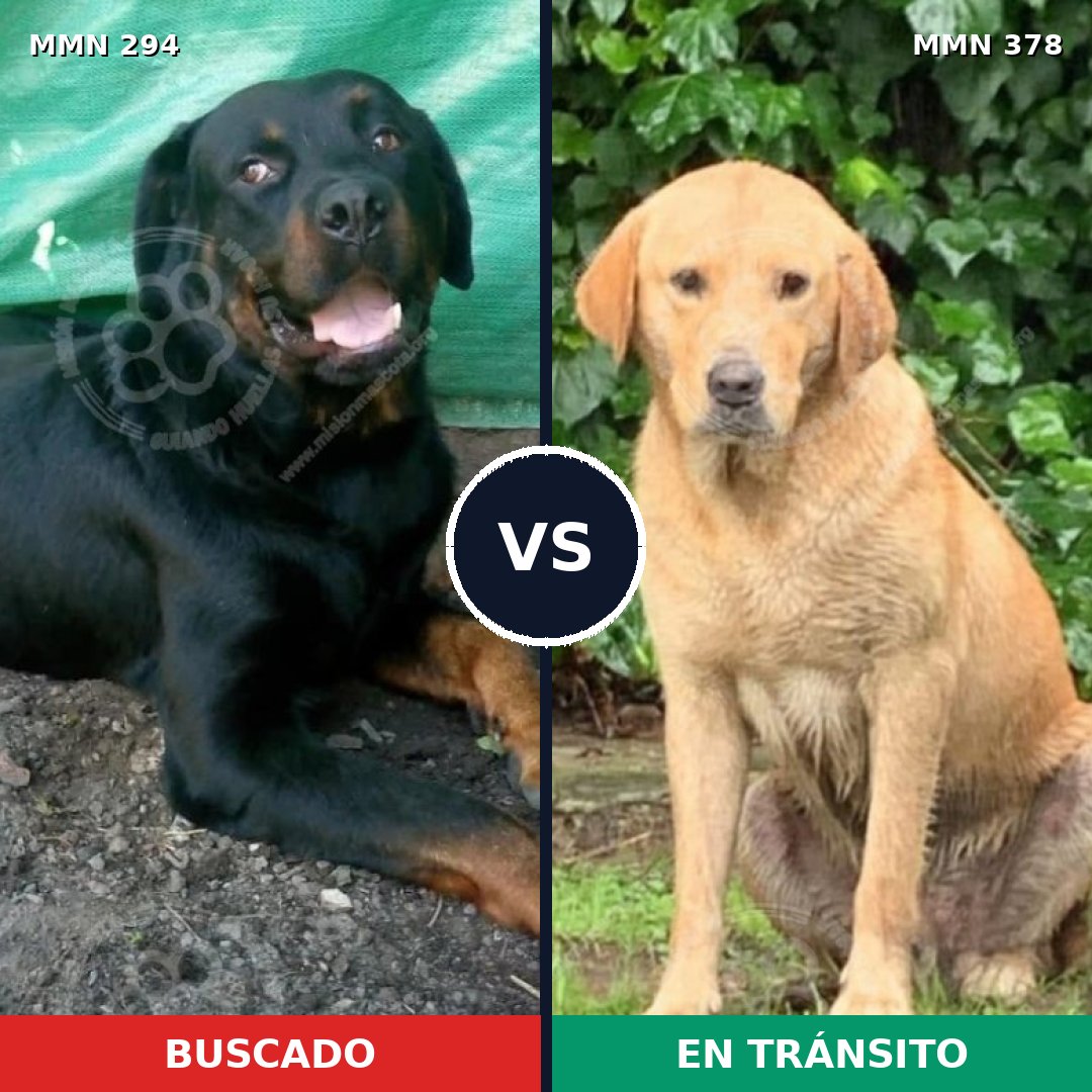 Comparativa MMS 6142: mascota perdida y mascota encontrada, 48% de similitud