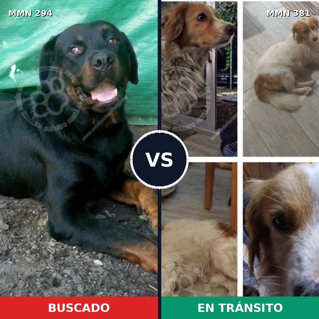 Comparativa MMS 6143: mascota perdida y mascota encontrada, 7% de similitud