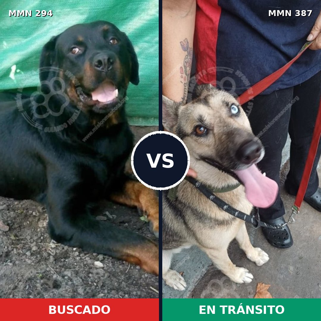 Comparativa MMS 6144: mascota perdida y mascota encontrada, 15% de similitud