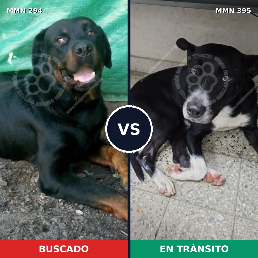 Comparativa MMS 6145: mascota perdida y mascota encontrada, 10% de similitud