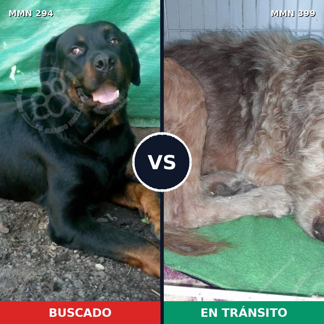 Comparativa MMS 6146: mascota perdida y mascota encontrada, 8% de similitud