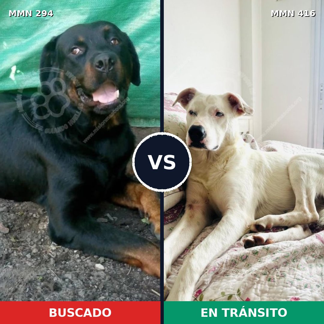Comparativa MMS 6147: mascota perdida y mascota encontrada, 51% de similitud